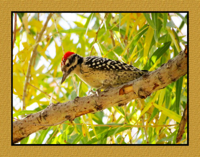 15 12 4 054 Ladder-backed Woodpecker at Sweetwater Tucson AZ