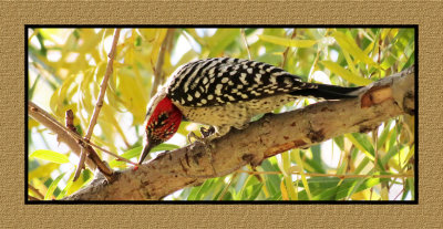 15 12 4 055 Ladder-backed Woodpecker at Sweetwater Tucson AZ