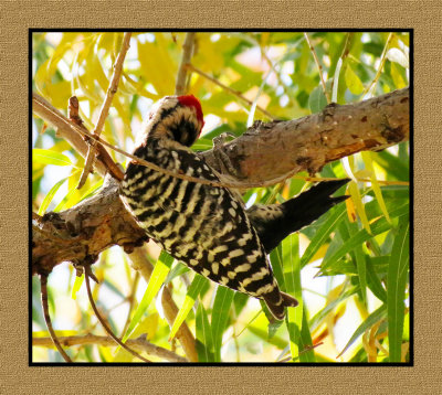 15 12 4 056 Ladder-backed Woodpecker at Sweetwater Tucson AZ
