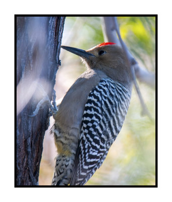 15 12 9 024 Gila Woodpecker