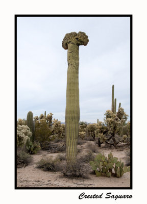 15 12 9 073 Crested Saguaro East of Florence, AZ