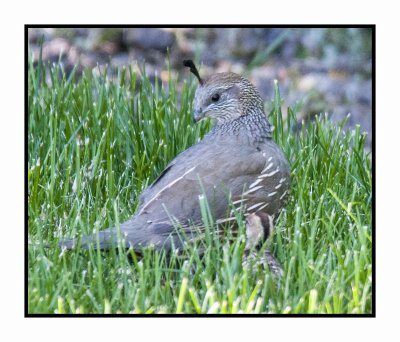 15 6 27 QTOJ 002 Female California Quail & Chick