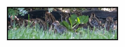 15 6 27 QTOJ 005 California Quail Chicks