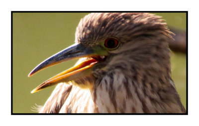 15 12 25 007 Green Heron at Gilbert Riparian Preserve, AZ