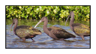 15 12 25 033 Winter White-faced Ibis, Tres Rios Wetlands, Phoenix, AZ