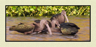 15 12 25 051 Winter White-faced Ibis, Tres Rios Wetlands, Phoenix, AZ