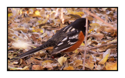 15 12 25 011 Spotted Towhee, Gilbert Riparian Preserve, AZ