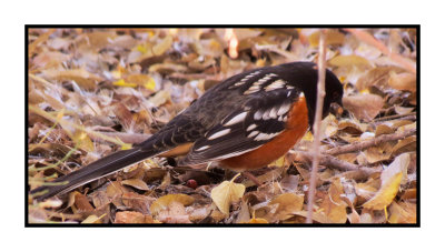 15 12 25 012 Spotted Towhee, Gilbert Riparian Preserve, AZ