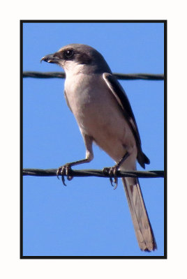 16 2 17 006 Loggerhead Shrike