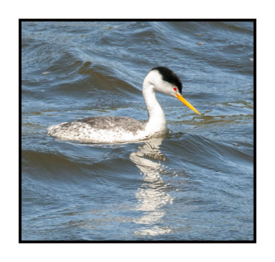 16 3 15 034 Clark's Grebe