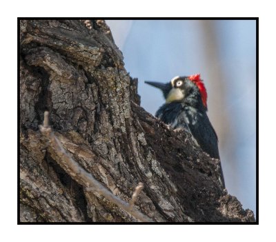 16 3 15 165 Acorn Woodpecker