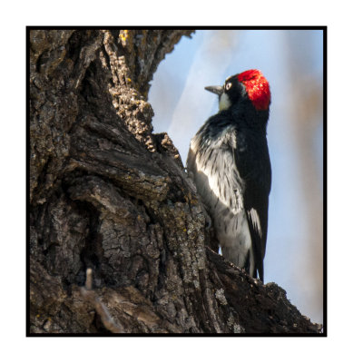 16 3 15 168 Acorn Woodpecker