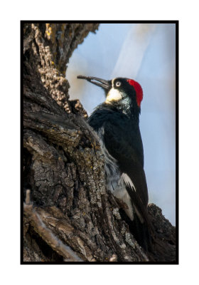 16 3 15 171 Acorn Woodpecker