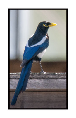 16 3 15 105 Yellow-billed Magpie