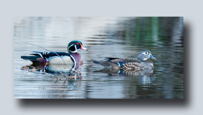 16 5 6 91 Male & Female Wood Ducks