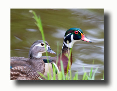 16 5 6 126 Female & Male Wood Ducks