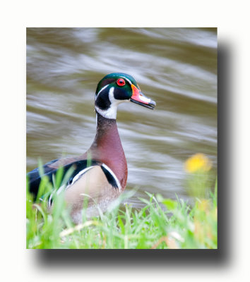16 5 6 129 Male Wood Duck