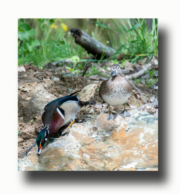 16 5 6 142 Male & Female Wood Ducks