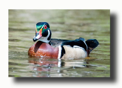 16 5 6 144 Male Wood Duck