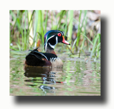 16 5 6 164 Male Wood Duck