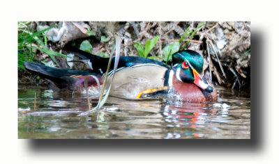 16 5 6 175 Male Wood Duck
