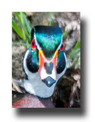 16 5 6 178 Male Wood Duck