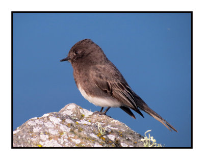 16 3 6 010 Black Phoebe