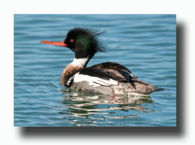 16 3 6 144 Red-breasted Merganser