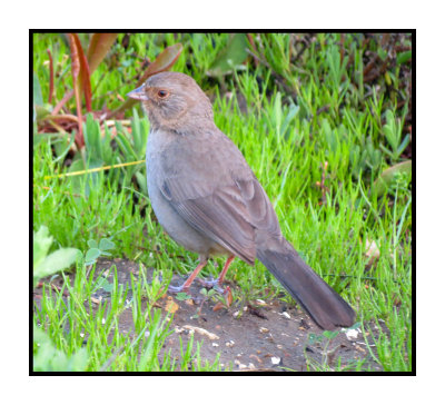 16 3 6 050 California Towhee
