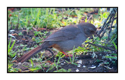 16 3 6 066 California Towhee