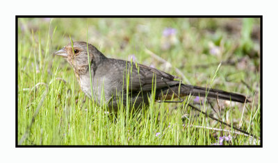 16 3 6 187 California Towhee