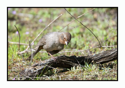 16 3 6 190 California Towhee