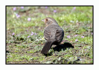16 3 6 248 California Towhee