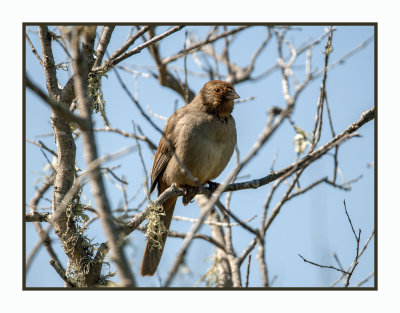 16 3 6 256 California Towhee