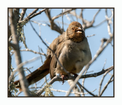 16 3 6 258 California Towhee