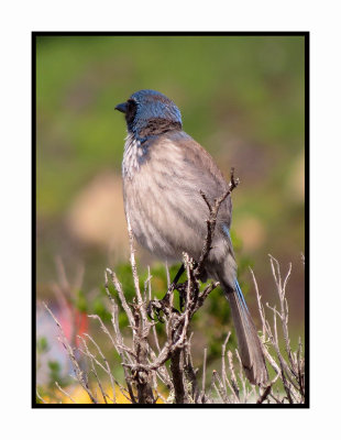 16 3 6 073 Western Scrub Jay