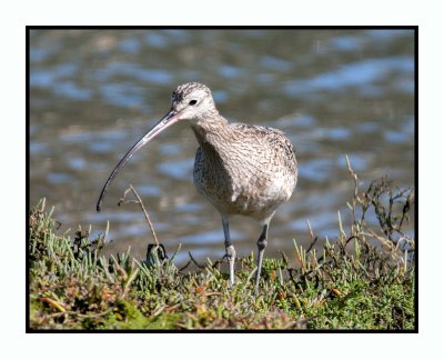 16 3 6 324 Long-billed Curlew