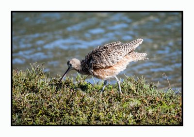 16 3 6 325 Long-billed Curlew