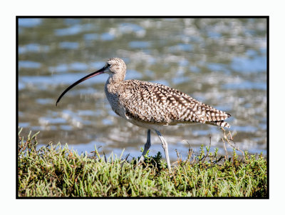 16 3 6 357 Long-billed Curlew