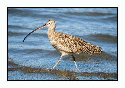 16 3 6 369 Long-billed Curlew