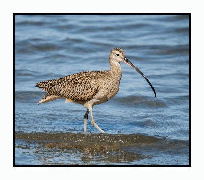 16 3 6 376 Long-billed Curlew