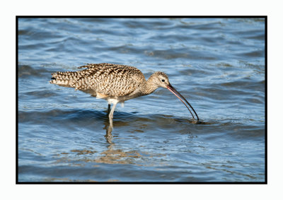 16 3 6 385 Long-billed Curlew