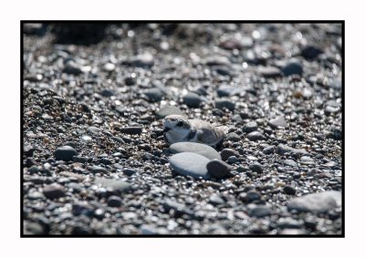 16 3 9 099 Snowy Plover Camouflage