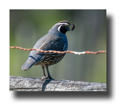 16 3 9 133 California Quail