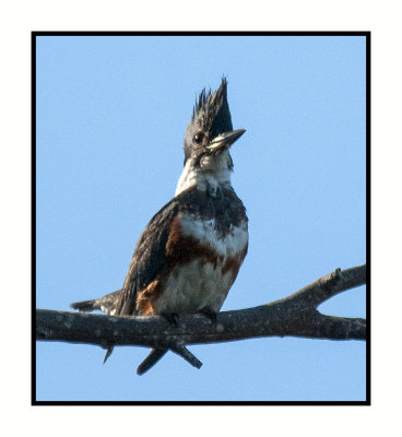16 3 10 065 Belted Kingfisher