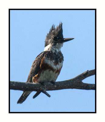 16 3 10 067 Belted Kingfisher