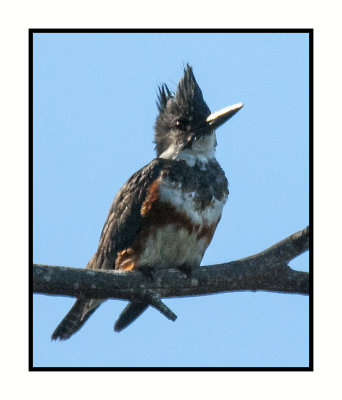 16 3 10 075 Belted Kingfisher