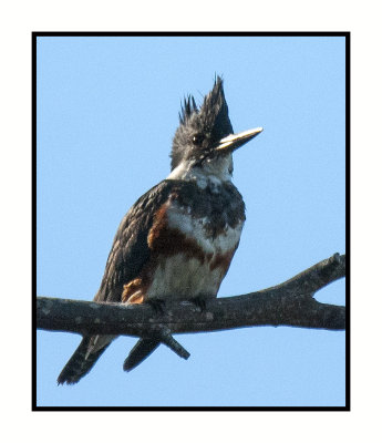 16 3 10 078 Belted Kingfisher