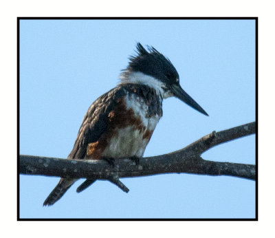 16 3 10 080 Belted Kingfisher