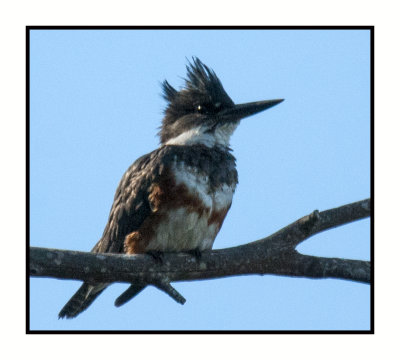 16 3 10 084 Belted Kingfisher